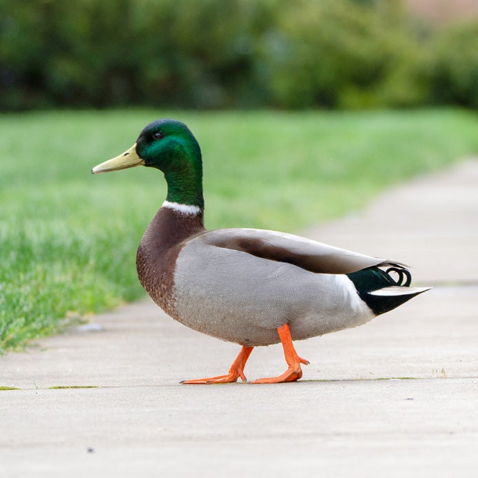 A green-headed duck walking across a sidewalk