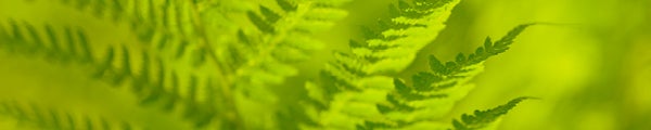 Fern leaflets Fern leaflets