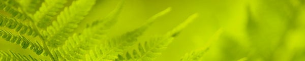 Fern leaflets Fern leaflets